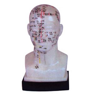 The head four functions acupuncture points model 20cm